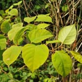 Japanese knotweed: 10 Glasgow high-risk areas revealed, how to stop it from spreading
