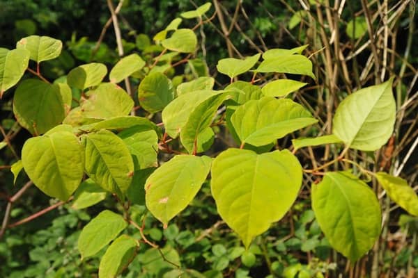 Japanese knotweed: 10 Glasgow high-risk areas revealed, how to stop it from spreading