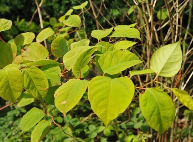 <p>Japanese knotweed: 10 Glasgow high-risk areas revealed, how to stop it from spreading</p>
