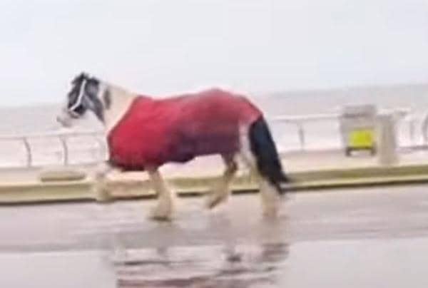 A horse broke loose before running amok on Blackpool Promenade (Credit: The Three Mouseketeers UK)