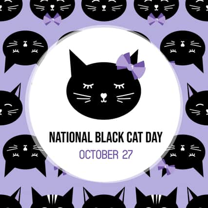 In celebration of the black cat - National Black Cat Day (photo: Adobe)