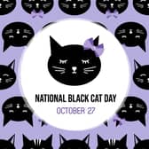 In celebration of the black cat - National Black Cat Day (photo: Adobe)