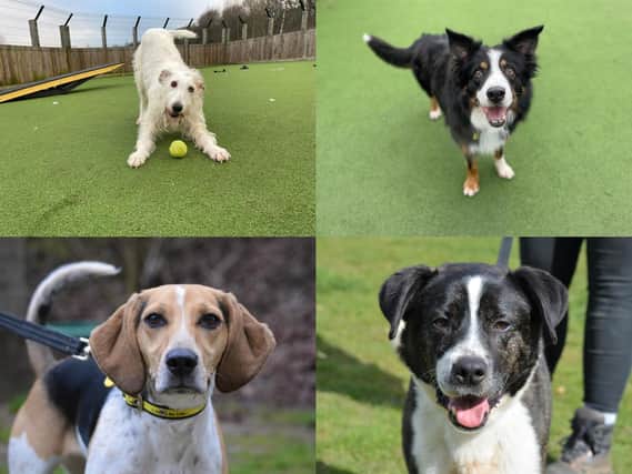 Just four of the new arrivals at Dogs Trust Glasgow in the last 2 weeks.