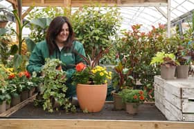 Dobbies’ colleague creating a summer planter