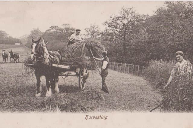 A harvesting scene taken by Charles Reid of Wishaw, who was famous for his photographs of animals.