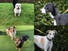 Dogs Trust Glasgow: These 35 cute dogs - including best friends Lilly and Peanut - need a new home