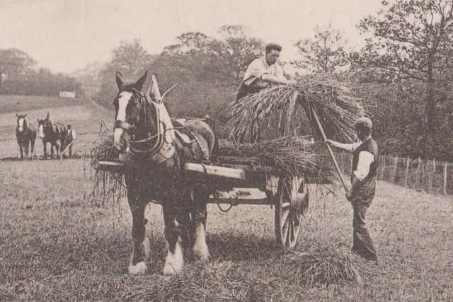 Clydesdale’s have long been a part of the area’s history as this harvesting scene, by Charles Reid of Wishaw, clearly shows. The Trust hopes to erect a permanent reminder of that history in Lanark.