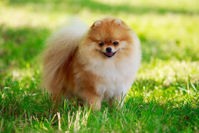 Those that ranked the most highly on traits relating to agreeableness and traits relating to extroversion owned Pomeranians.
