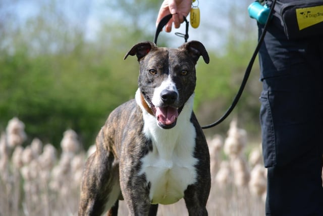 Lurcher - aged 2-5 - male. George is a nervous boy who needs someone who can build his confidence, but he's full of fun when he gets to know you.o