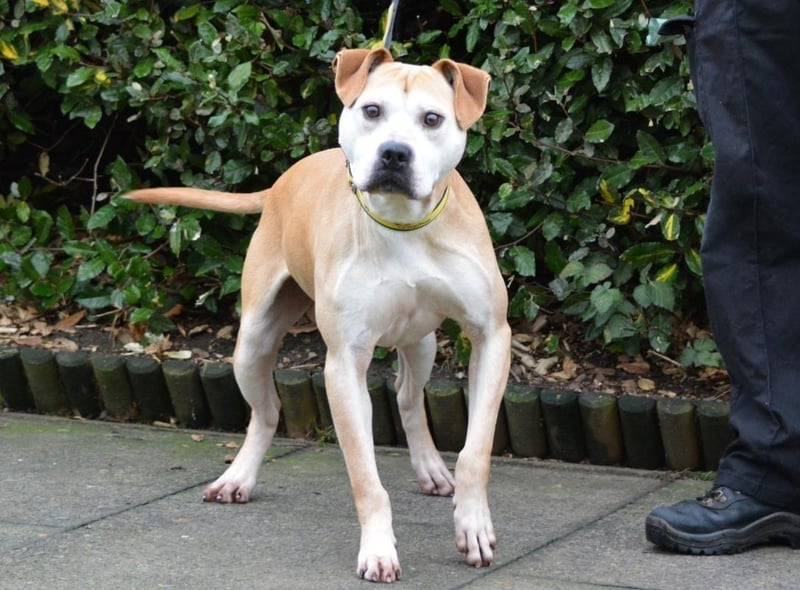 Staffordshire Cross - male - aged 8 and over. Captain has returned to care after a short time away. He needs a quiet home with experienced owners.