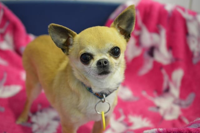 Chihuahua - aged 5-7 - female. Dora is a tiny little girl who needs lots of attention.