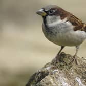 House sparrow has remained top of the pecking order for 20 years in the UK, 12 in Scotland. (Pics: RSPB Images)