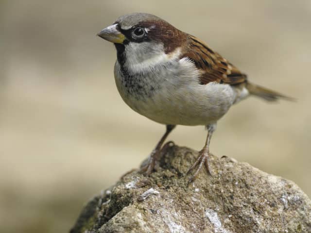 House sparrow has remained top of the pecking order for 20 years in the UK, 12 in Scotland. (Pics: RSPB Images)