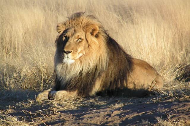 British trophy hunters kill some of the world’s most threatened animals including lions

Pic: Kevin Pluck - This file is licensed under the Creative Commons Attribution 2.0 Generic license.