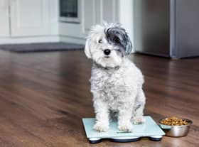 Make sure your pet maintains a healthy weight (photo: Adobe)