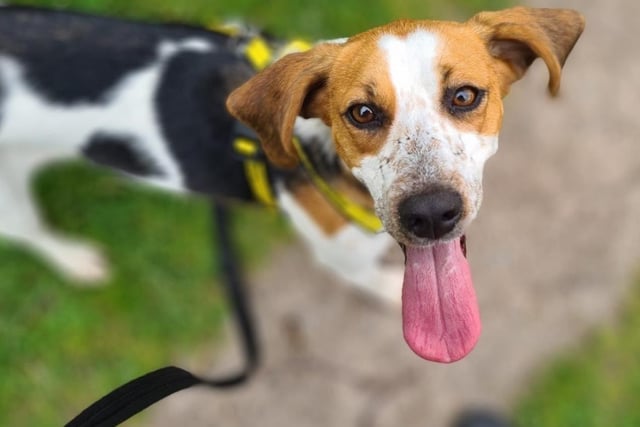 Trailhound - aged 2-5 - female. Faye is a very friendly girl who came in as a stray.