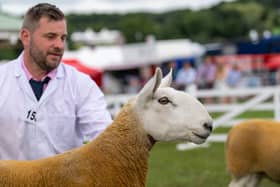 Cameron Jackson at the Great Yorkshire Show with his prize winning North Country Cheviot sheep