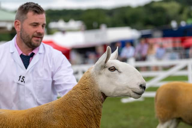 Cameron Jackson at the Great Yorkshire Show with his prize winning North Country Cheviot sheep