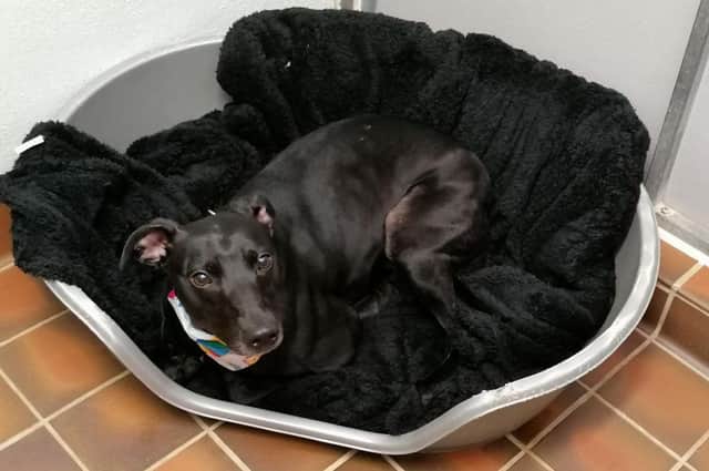 Washing powder is essential to make sure animals like David the lurcher have clean bedding to keep them comfy and cosy while they wait for their forever home.