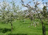 A community orchard has been created in Kirkfieldbank by the Co-operative, with many local varieties including Cambusnethan Pippin and the Bloody Ploughman!
