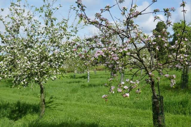 A community orchard has been created in Kirkfieldbank by the Co-operative, with many local varieties including Cambusnethan Pippin and the Bloody Ploughman!