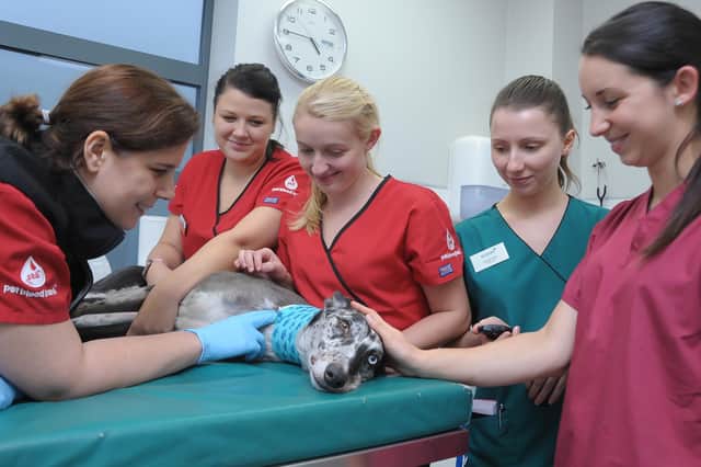 Confident dogs will find themselves well and truly pampered should they give blood at the first Pet Blood Bank session to be held in Lanark this month.