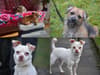 Dogs Trust Glasgow: These 41 cute dogs - including new arrivals Milo and Paco - need a new home