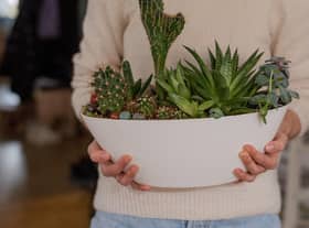 Plants can boost your mood (photo: Adobe)