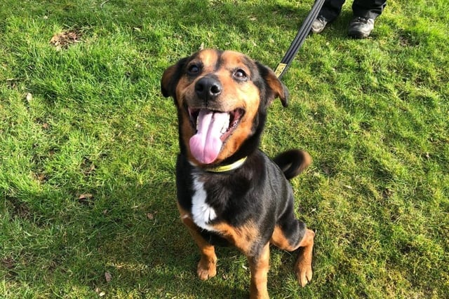 Rottweiler - aged 5-7 - female. A sweet girl who needs help with socialising.