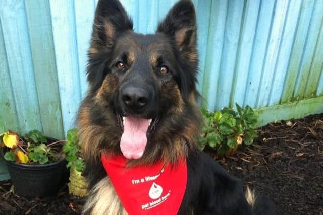 Could your pooch be a life-saver like Jack?