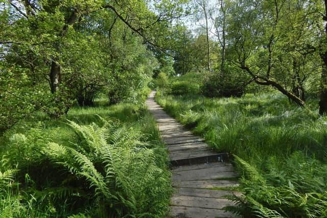 Boardwalk through Mugdock Wood, where the man followed the horrified woman and performed an indecent act