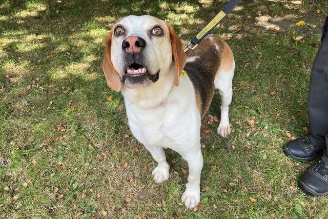 Beagle - aged 5-7 - male. Forest is a sweet boy likes exploring and going for walks.