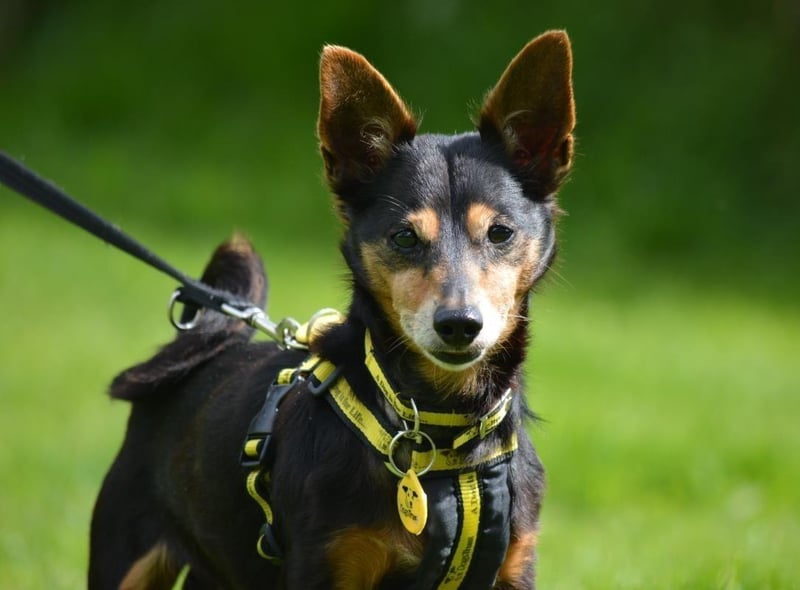 Jack Russell Terrier - aged 8 and over - male. Chip has a soft snuggly side and likes meeting new people.