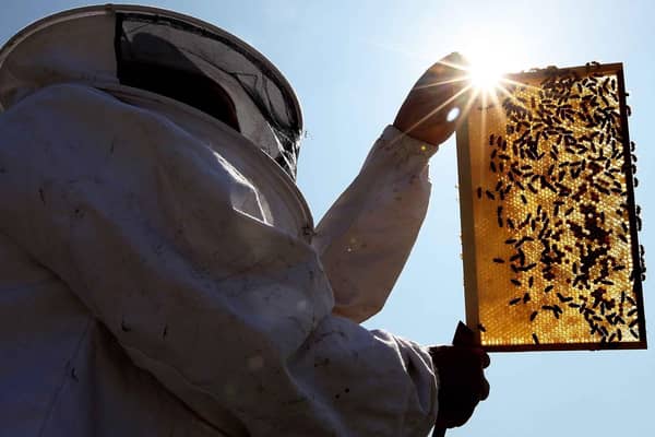 Beekeeper and Chairman of The London Beekeepers Association John Chapple installs a new bee hive on an urban rooftop garden in Islington. He has told ther bees about their new master (photo: Getty Images)