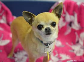 33 dogs need adopting.