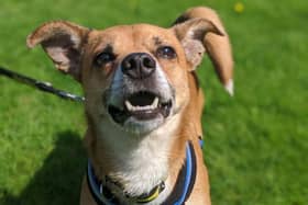 Do you want to adopt a dog?
