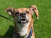 Dogs Trust Glasgow: These are the 26 adorable dogs looking for a new home now