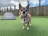 Dogs Trust Glasgow: 37 dogs - including tiny Ivan - need a new home
