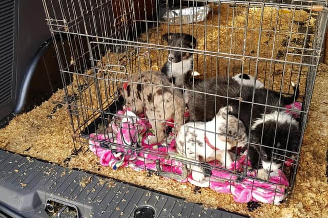 The tiny pups were found covered in their own filth in the back of McCrea's Ford Transit van
Picture: Scottish SPCA
