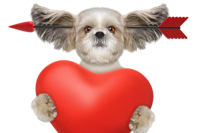 A mission to find the pawfect match for your pooch (photo: Adobe)