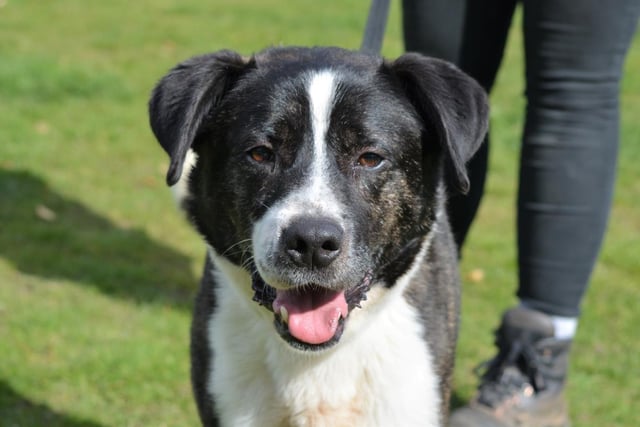 Akita - aged 2 to 5 - male. Prince is looking for a family who can train him. He'll need time, though, as he can get worried about handling.