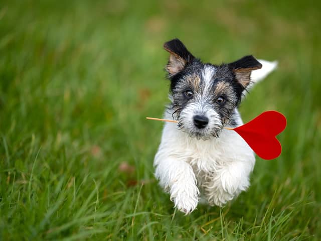 A website created for doggy dating (photo: Adobe)