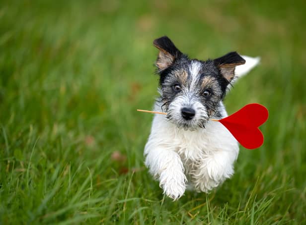 A website created for doggy dating (photo: Adobe)