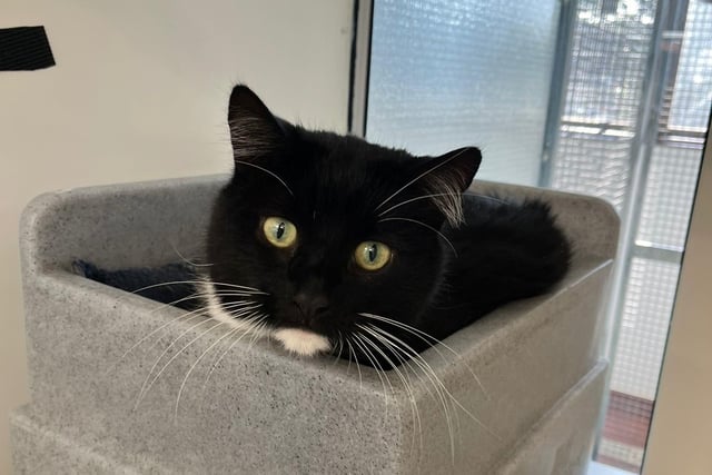 9-year-old, male. Independent cheeky chap that would like all the attention to himself and loves to explore.