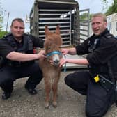 Moon the baby donkey with police officers from Hampshire and Isle of Wight Constabulary