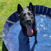 There are dozens of dogs need a new home.