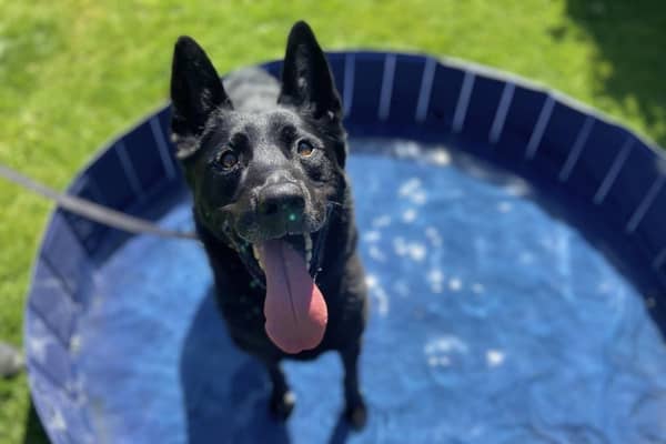 There are dozens of dogs need a new home.
