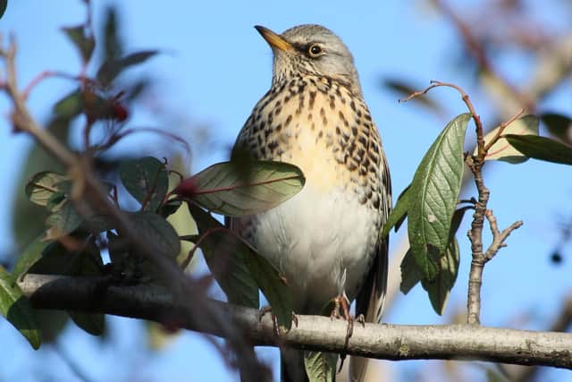 The 10th GWCT Big Farmland Bird Count takes place from Friday, February 3, to Sunday, February 19.