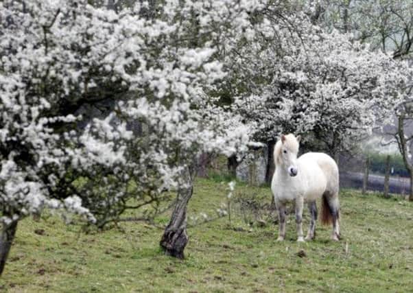 Oak Orchard, Clyde Valley

Blossom on the fruit trees pictured with a rare breed of pony the Eriskay Pony called Linnet