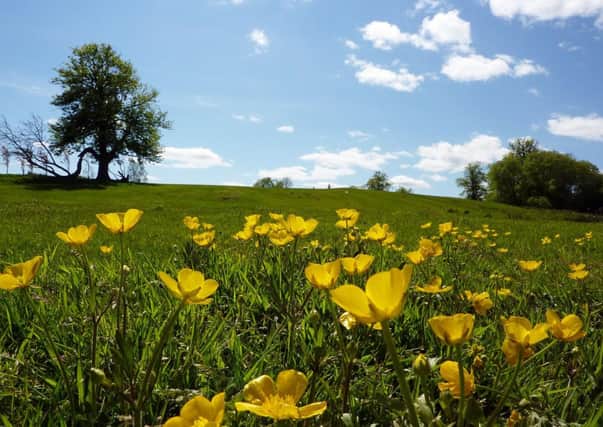 Buttercups in Cumbernauld House Park. Pic by Bill Henry.